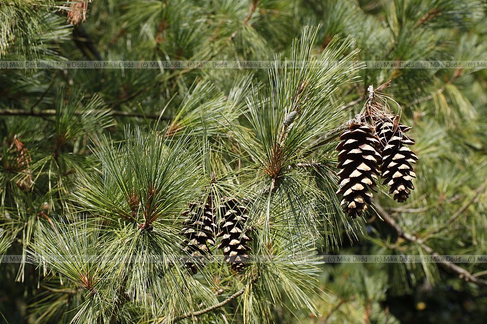 Pinus wallichiana Butan Pine