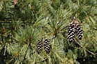 Pinus wallichiana Butan Pine