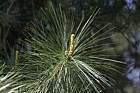 Pinus x holfordiana Holford pine