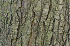 Pinus x holfordiana Holford pine