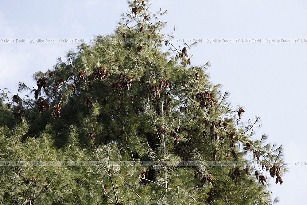 Pinus x holfordiana