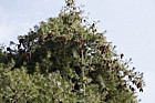 Pinus x holfordiana