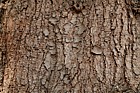 Pinus x holfordiana