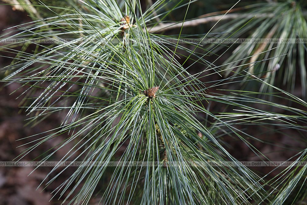 Pinus x holfordiana