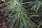 Pinus x holfordiana
