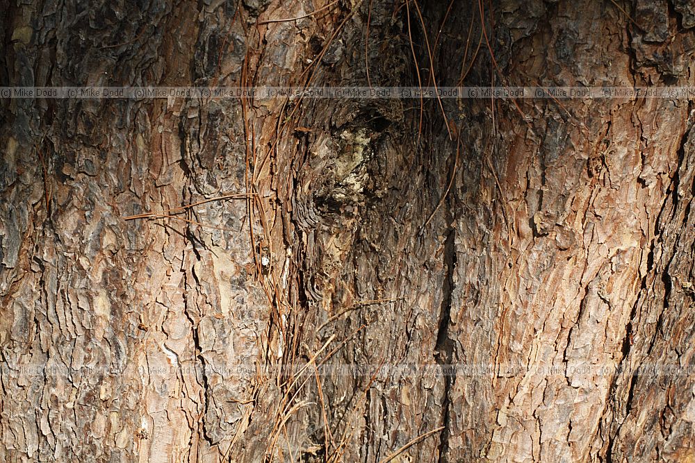 Pinus yunnanensis var yunnanensis Yunnan Pine