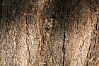 Pinus yunnanensis var yunnanensis Yunnan Pine
