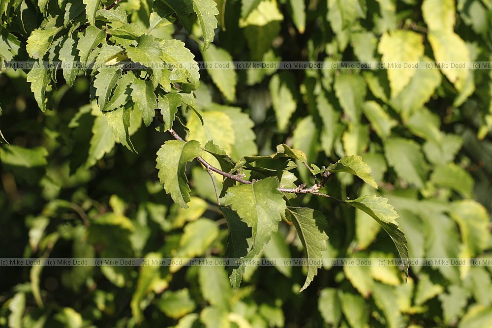 Plagianthus regius Ribbonwood