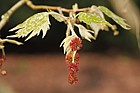 Platanus orientalis Oriental plane