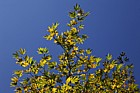 Platanus orientalis Oriental Plane