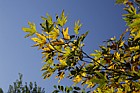 Platanus orientalis Oriental Plane