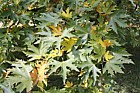 Platanus orientalis Oriental Plane
