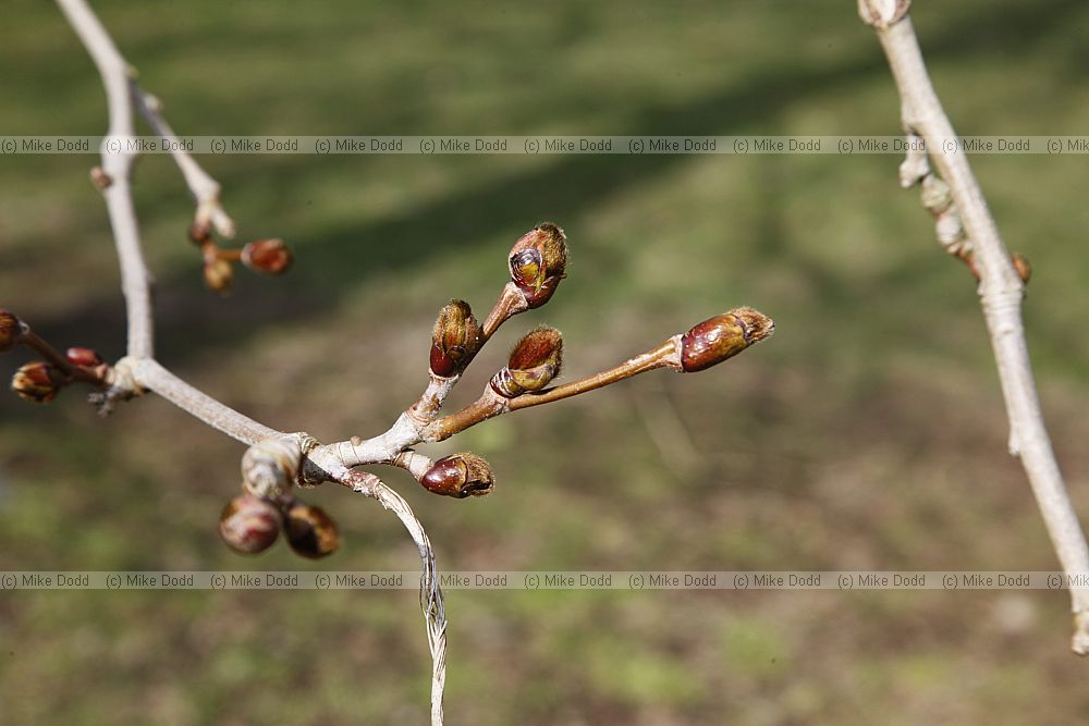 Platanus orientalis Oriental Plane