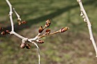 Platanus orientalis Oriental Plane