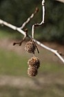 Platanus orientalis Oriental Plane