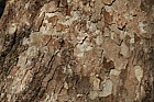 Platanus orientalis Oriental Plane