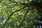 Platanus orientalis Oriental Plane