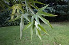 Platanus orientalis insularis