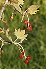 Platanus x acerifolia London plane