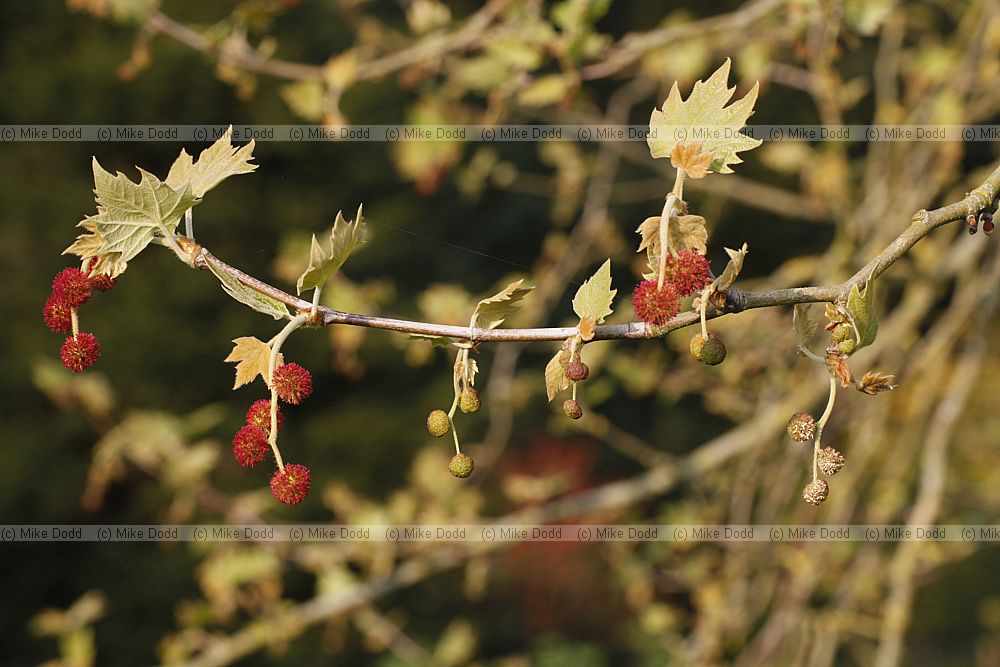 Platanus x acerifolia London plane