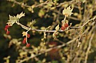 Platanus x acerifolia London plane