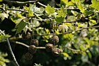 Platanus x hispanica London Plane