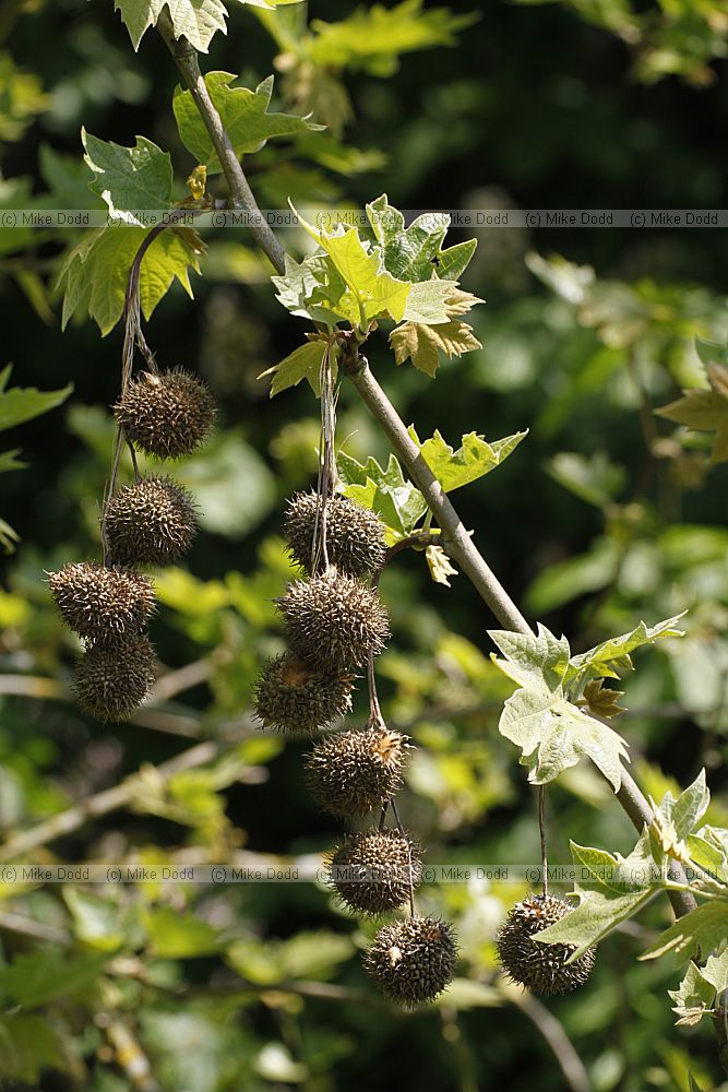 Platanus x hispanica London Plane