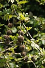 Platanus x hispanica London Plane