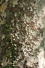 Platanus x hispanica London Plane