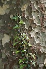 Platanus x hispanica London Plane