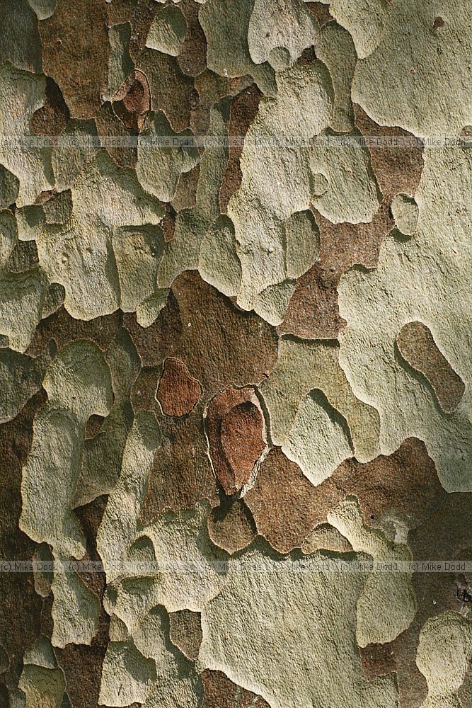 Platanus x hispanica London Plane
