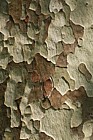 Platanus x hispanica London Plane