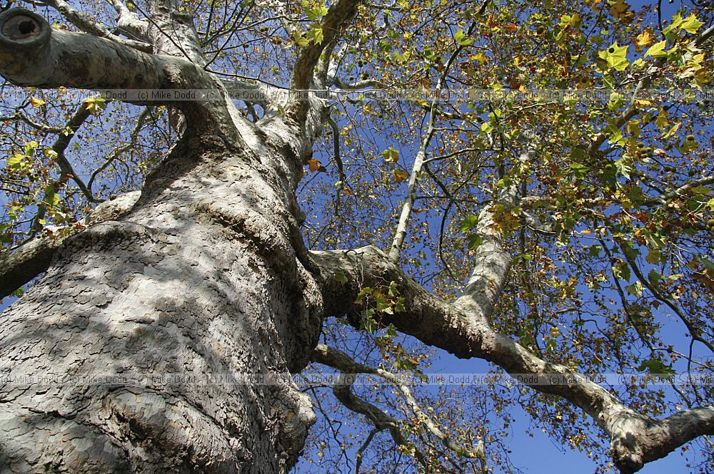 Platanus x hispanica London Plane