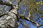 Platanus x hispanica London Plane