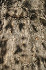 Platanus x hispanica London Plane