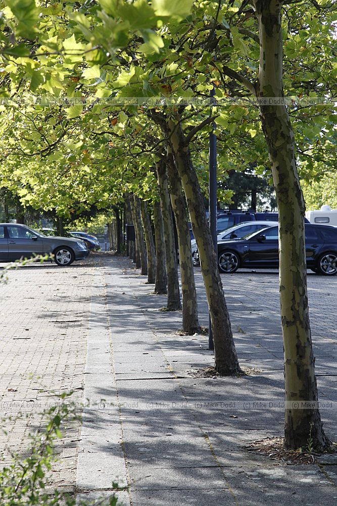 Platanus x hispanica London Plane