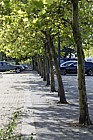 Platanus x hispanica London Plane