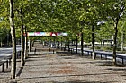 Platanus x hispanica London Plane
