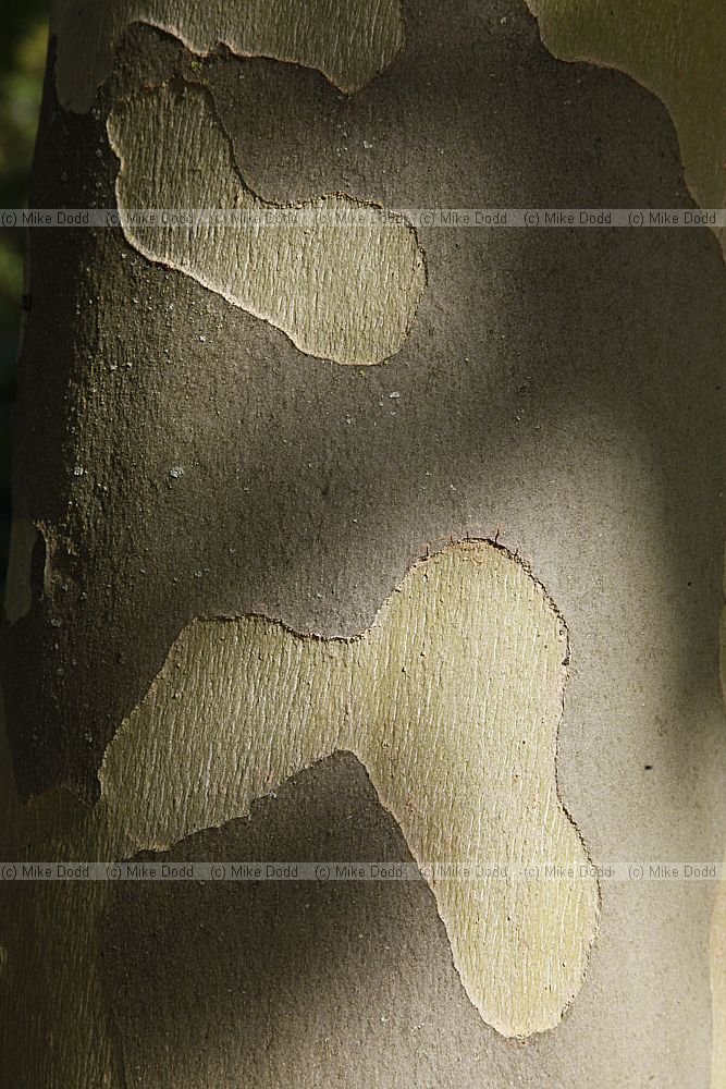 Platanus x hispanica London Plane