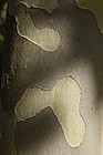 Platanus x hispanica London Plane