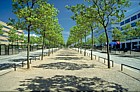Platanus x hispanica London Plane central Milton keynes