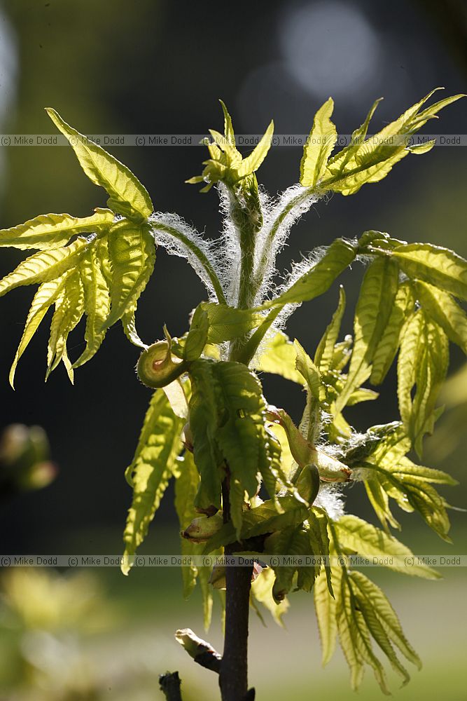 Platycarya strobilacea