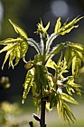 Platycarya strobilacea