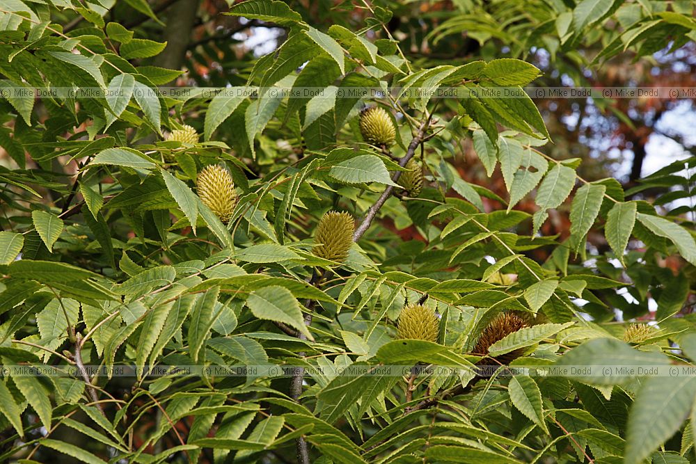 Platycarya strobilacea