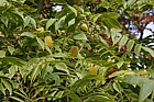 Platycarya strobilacea
