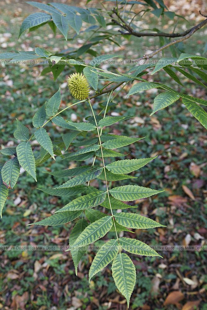 Platycarya strobilacea