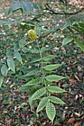 Platycarya strobilacea