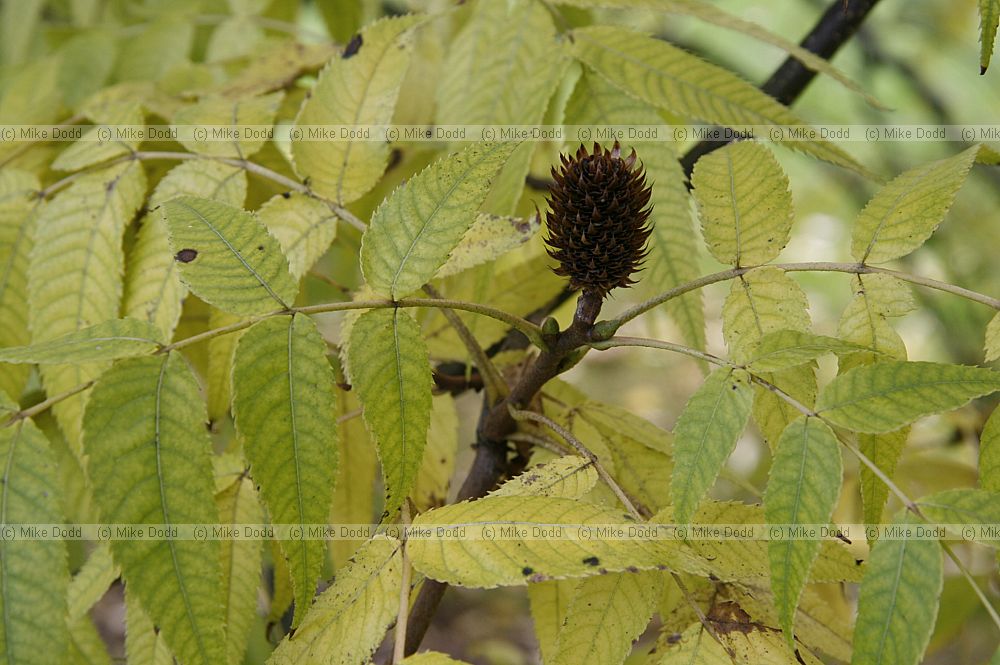 Platycarya strobilacea