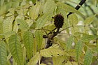 Platycarya strobilacea