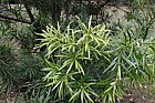 Podocarpus chinensis var chinensis
